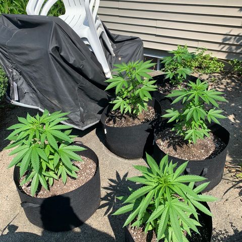 Zkittlez #1 growlog timeline photo