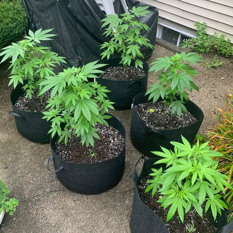 Zkittlez #1 growlog timeline photo