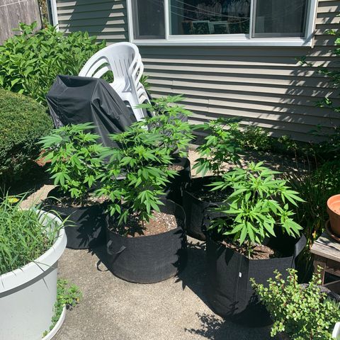 Zkittlez #1 growlog timeline photo