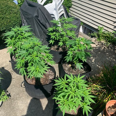 Zkittlez #1 growlog timeline photo