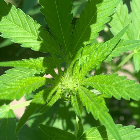 Zkittlez #1 growlog photo: Starting to flower! 