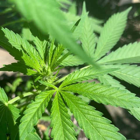 Zkittlez #1 growlog photo: Starting to flower! 