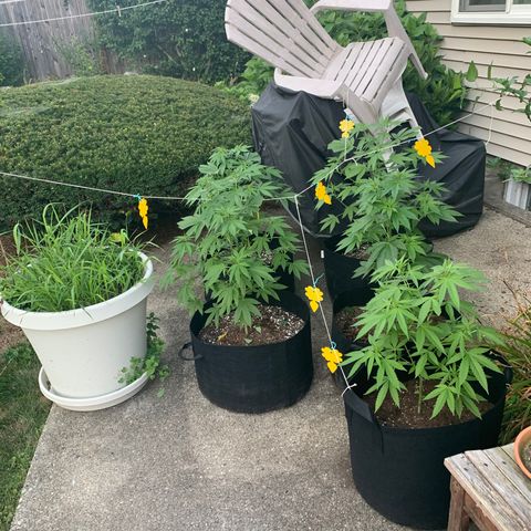 Zkittlez #1 growlog photo: Went a little MacGyver with my fly traps. Also sprayed my girls with neem oil/water/soap mix. 