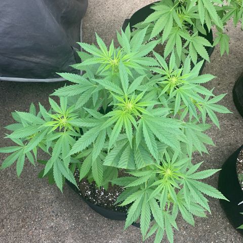 Zkittlez #1 growlog timeline photo