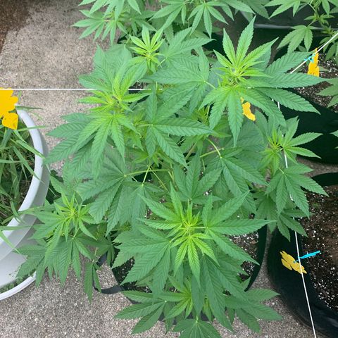 Zkittlez #1 growlog timeline photo