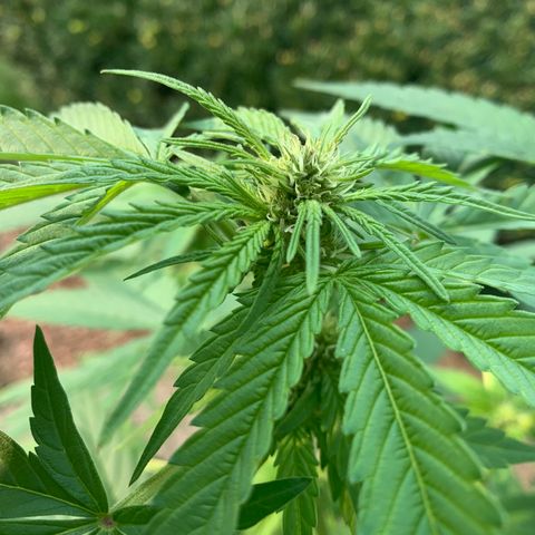 Zkittlez #1 growlog timeline photo