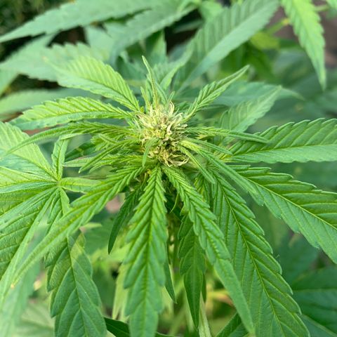 Zkittlez #1 growlog timeline photo