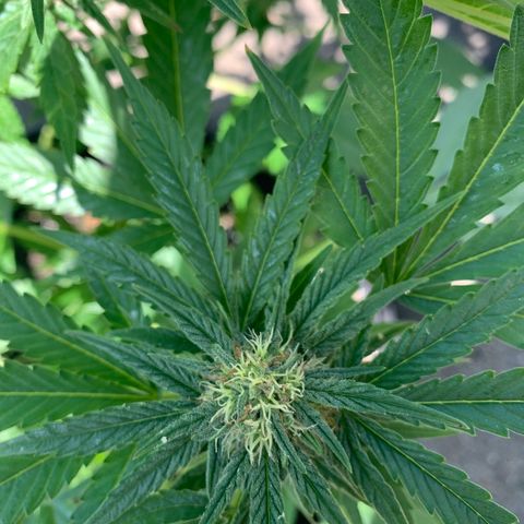 Zkittlez #1 growlog timeline photo