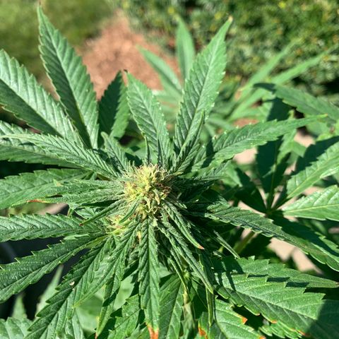 Zkittlez #1 growlog timeline photo