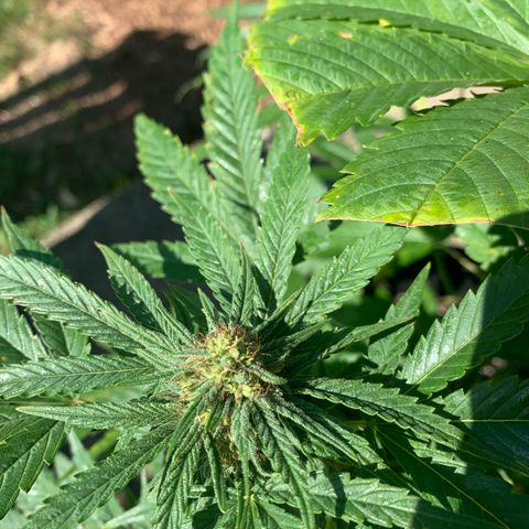 Zkittlez #1 growlog timeline photo