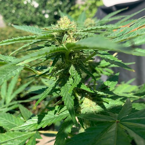 Zkittlez #1 growlog timeline photo