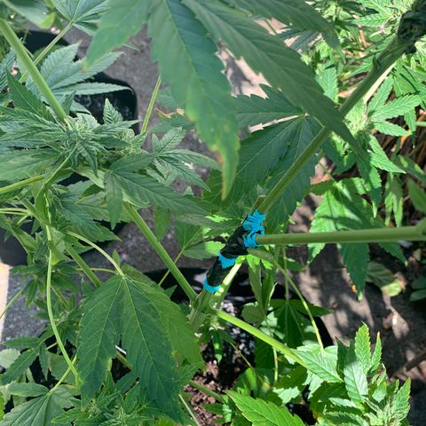 Zkittlez #1 growlog photo: Crazy wind storm over night. Was expecting rain but not the wind. A few branches snapped so i tied them up. Hoping for the best. All my plants took a really bad beatunf last night. 