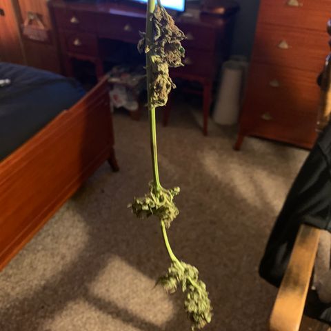 Zkittlez #1 growlog photo: One of the branches that snapped last Tuesday wouldn’t graph back to the stem. Few more days left of drying then on to the curing process. 