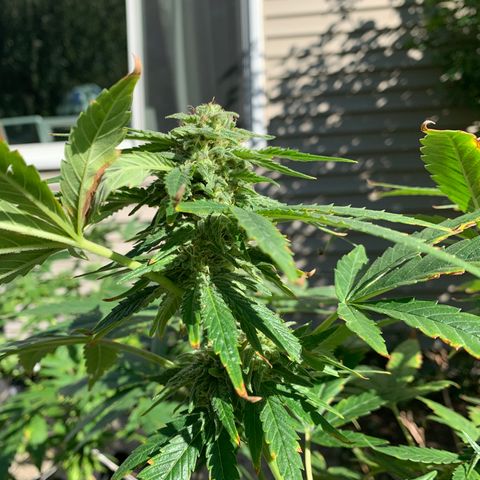 Zkittlez #1 growlog timeline photo