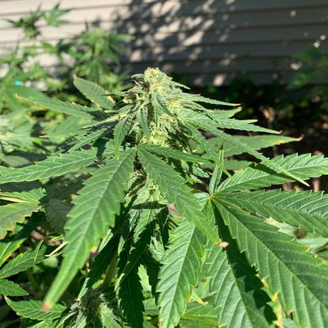 Zkittlez #1 growlog timeline photo