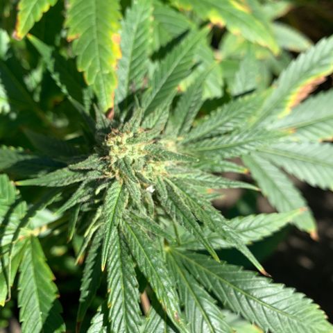 Zkittlez #1 growlog timeline photo