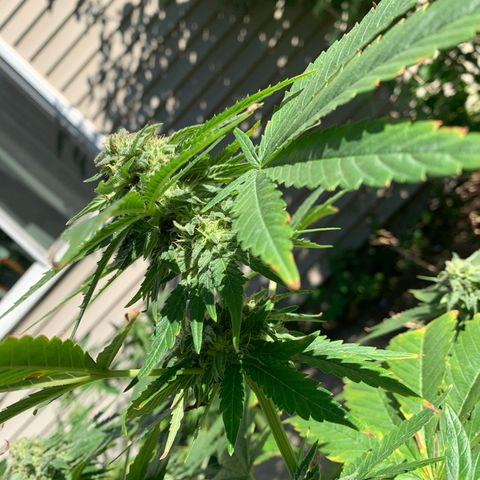 Zkittlez #1 growlog timeline photo