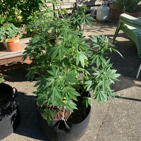 Zkittlez #1 growlog timeline photo