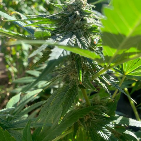 Zkittlez #1 growlog timeline photo