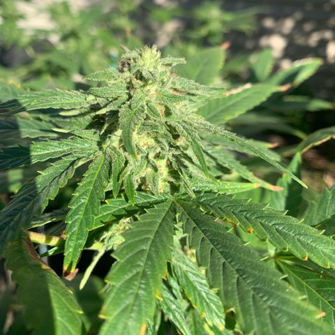 Zkittlez #1 growlog timeline photo