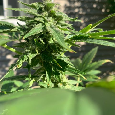 Zkittlez #1 growlog timeline photo