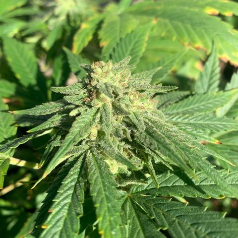 Zkittlez #1 growlog timeline photo