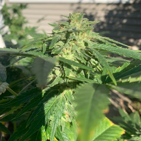 Zkittlez #1 growlog timeline photo