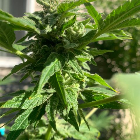 Zkittlez #1 growlog timeline photo