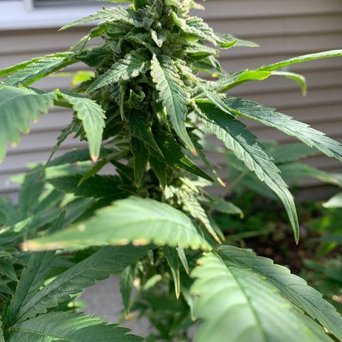 Zkittlez #1 growlog timeline photo