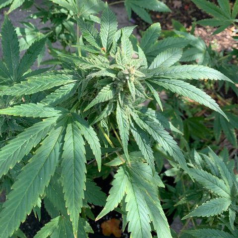 Zkittlez #1 growlog timeline photo