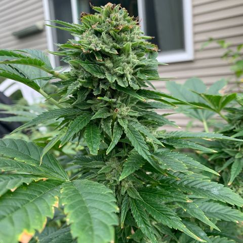 Zkittlez #1 growlog timeline photo