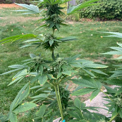 Zkittlez #1 growlog timeline photo