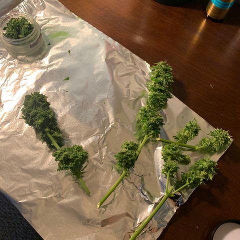 Zkittlez #1 growlog timeline photo