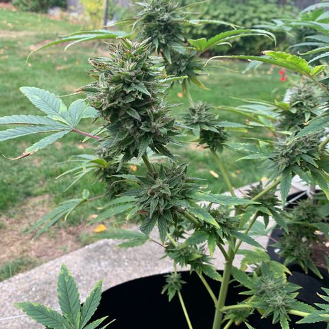 Zkittlez #1 growlog timeline photo