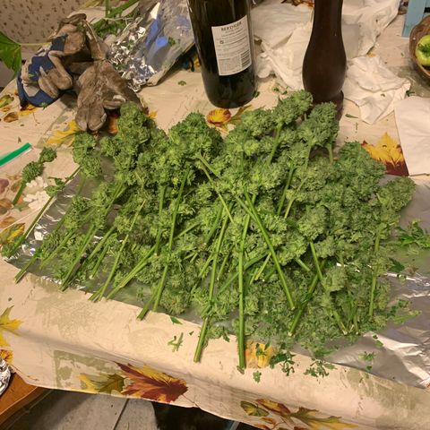 Zkittlez #1 growlog timeline photo