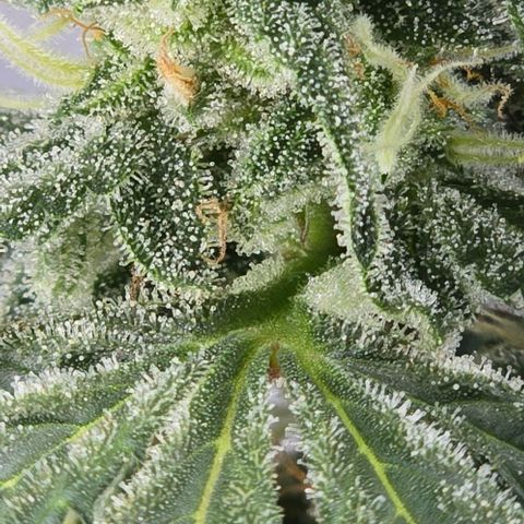 Wedding Cake 1st try growlog timeline photo