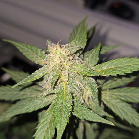 Wedding Cake 1st try growlog timeline photo