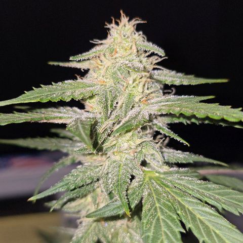 Wedding Cake 1st try growlog timeline photo
