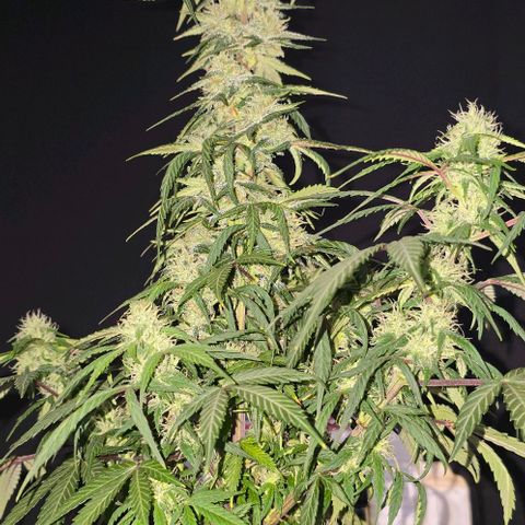 Wedding Cake 1st try growlog timeline photo
