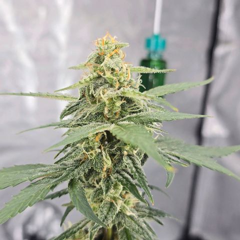 Wedding Cake 1st try growlog timeline photo