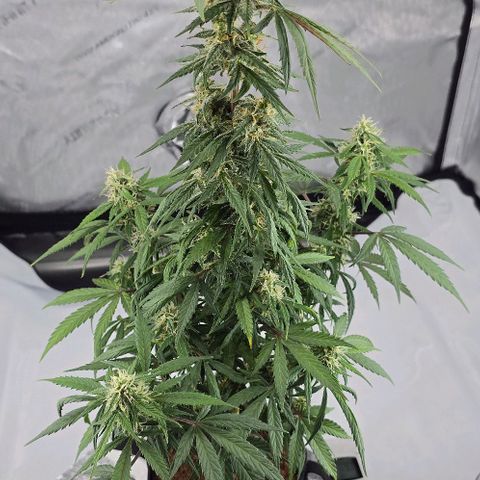 Wedding Cake 1st try growlog timeline photo