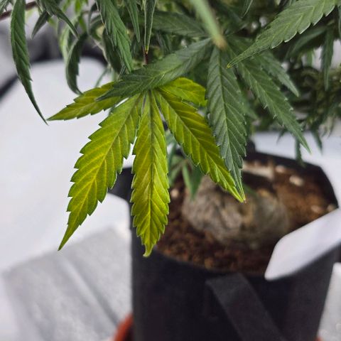 Wedding Cake 1st try growlog timeline photo