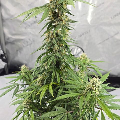 Wedding Cake 1st try growlog timeline photo