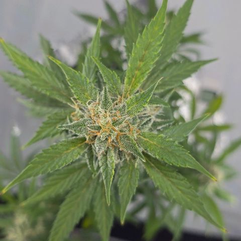 Wedding Cake 1st try growlog timeline photo