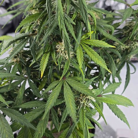 Wedding Cake 1st try growlog timeline photo