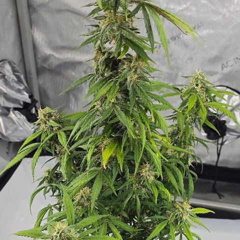 Wedding Cake 1st try growlog timeline photo