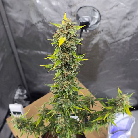 Wedding Cake 1st try growlog timeline photo