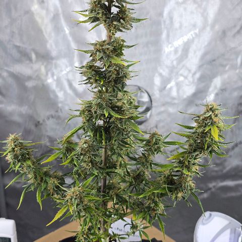 Wedding Cake 1st try growlog timeline photo