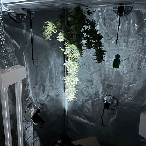 Wedding Cake 1st try growlog timeline photo