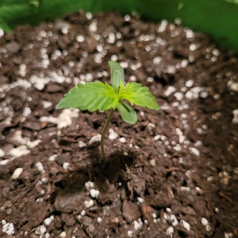 Gorilla Cookies Autoflower #5 growlog timeline photo